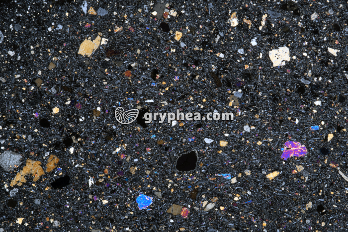 Basalte à olivine (V 208) LPA x2,6 - gryphea.org